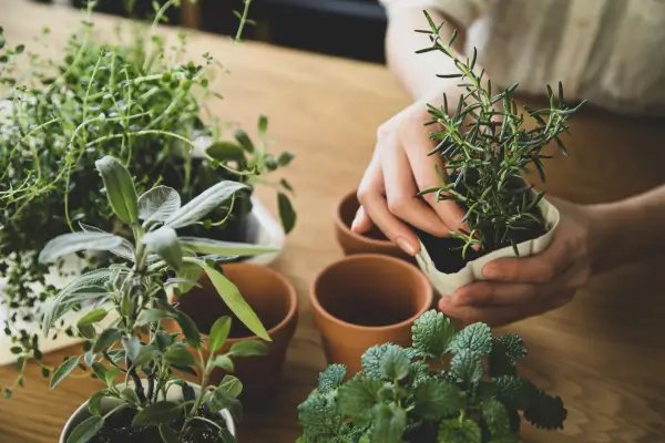 10 Plantas Perfeitas para Hortas Verticais em Apartamentos Pequenos