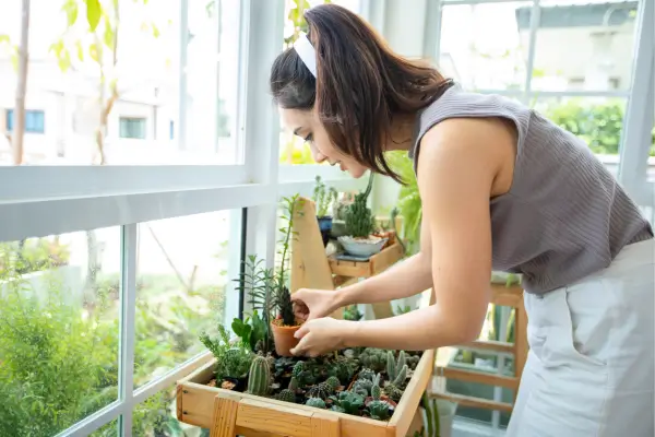 Plantas de Baixa Manutenção para Hortas Verticais em Espaços Pequenos