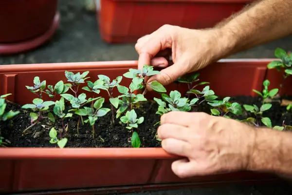 Melhores Vegetais para Cultivar em Hortas Verticais Internas