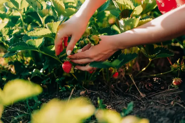 Frutas Compactas que Você Pode Cultivar em Hortas Verticais