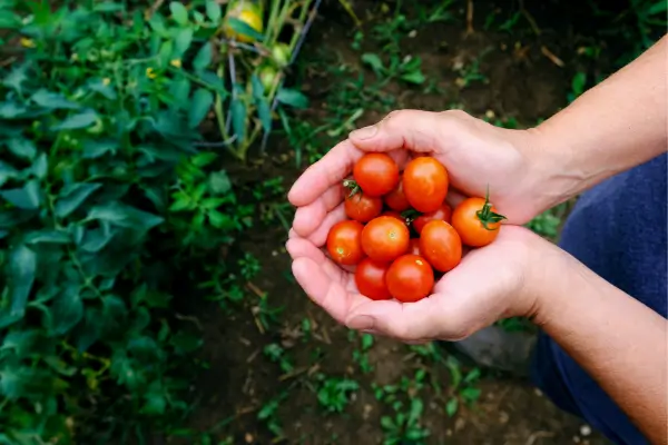 Guia Completo para Cultivar Tomates em Hortas Verticais