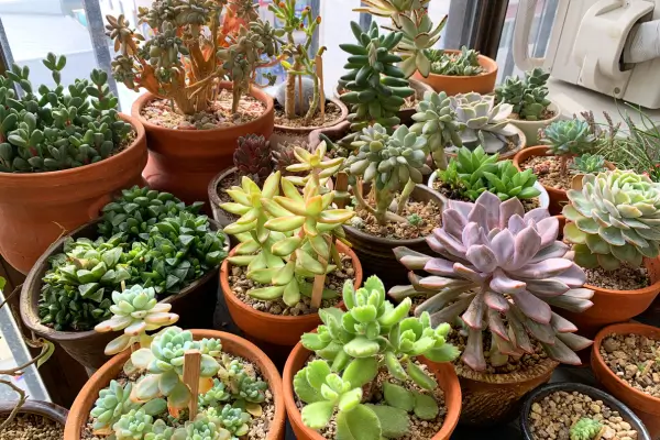 Cactos e Suculentas em Hortas Verticais: Vale a Pena?