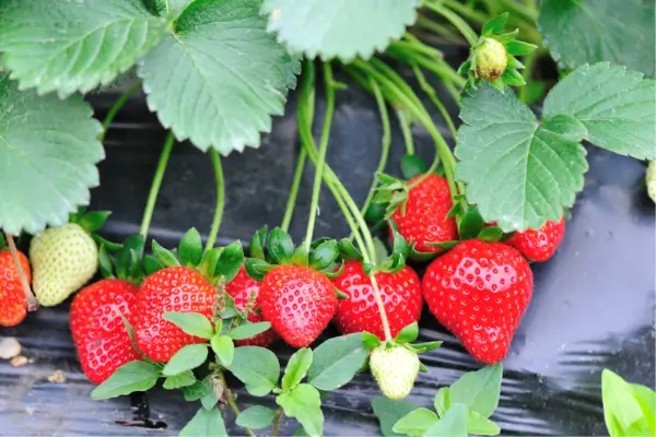 Guia completo: Como Cultivar Morangos em Hortas Verticais Dentro de Casa