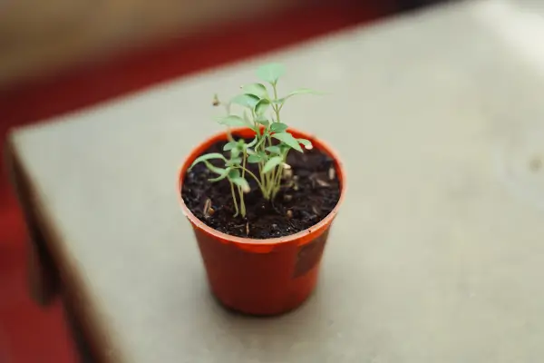 O Que Fazer Quando as Plantas da Horta Não Crescem Como Esperado?