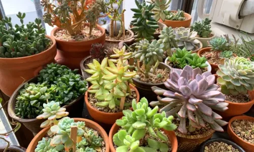 Cactos e Suculentas em Hortas Verticais: Vale a Pena? 