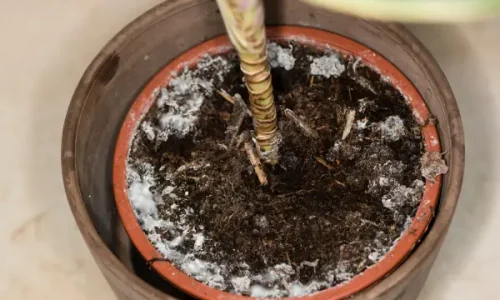 Como Evitar Mofo e Fungos em Hortas Verticais Internas