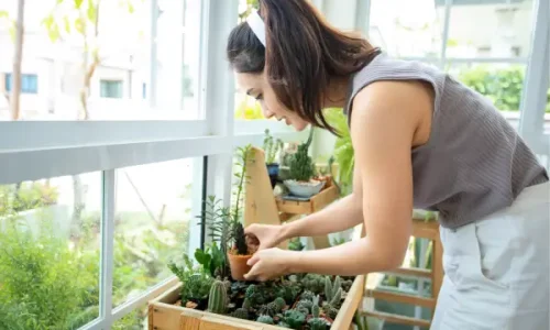 Plantas de Baixa Manutenção para Hortas Verticais em Espaços Pequenos