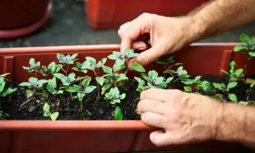Melhores Vegetais para Cultivar em Hortas Verticais Internas
