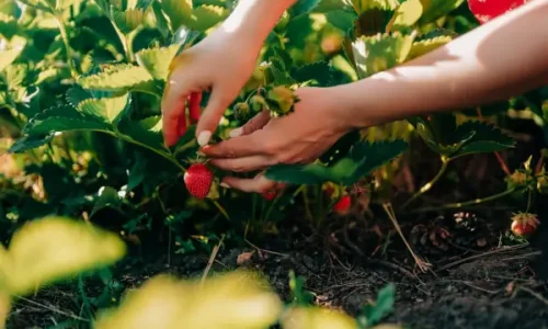 Frutas Compactas que Você Pode Cultivar em Hortas Verticais