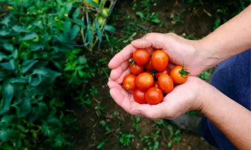 Guia Completo para Cultivar Tomates em Hortas Verticais