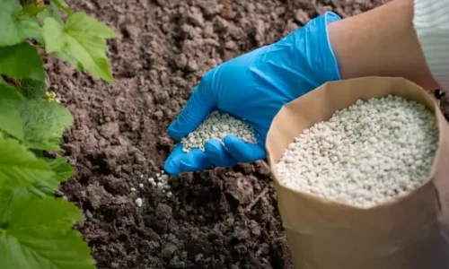 Adubos Naturais para Manter Hortas Verticais Sempre Saudáveis