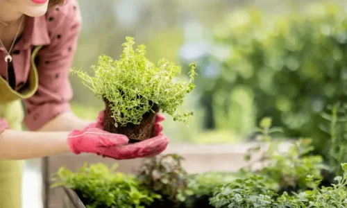 Plantas que Melhoram a Qualidade do Ar em Hortas Verticais