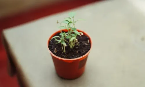 O Que Fazer Quando as Plantas da Horta Não Crescem Como Esperado?

