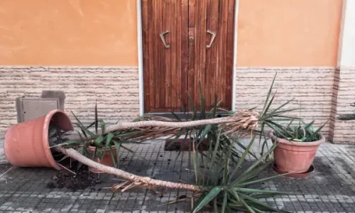 Hortas Verticais para Varandas: Como Proteger suas Plantas do Vento